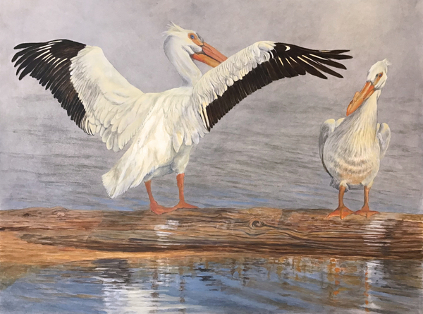 Pelicans