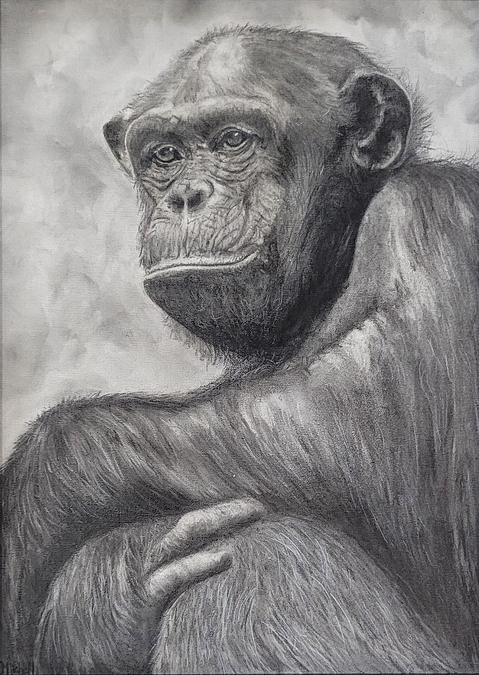 The Observer