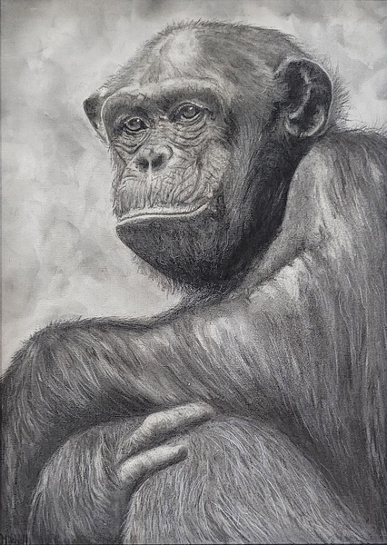 The Observer